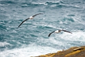 Black-browed Albatross.20081107_2499