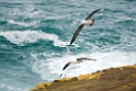 Black-browed Albatross.20081107_2501