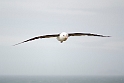 Black-browed Albatross.20081107_2598