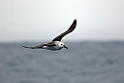 Black-browed Albatross.20081122_5715