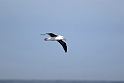 Black-browed Albatross.20081122_5760