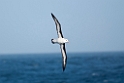 Black-browed Albatross.20081123_5908