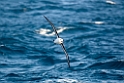 Black-browed Albatross.20081123_5932