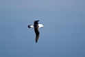Black-browed Albatross.20081123_5938