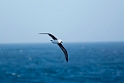 Black-browed Albatross.20081123_5991