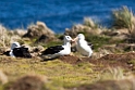 Black-browed.Albatross.20081106_1825
