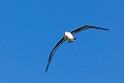 Black-browed.Albatross.20081106_1870