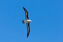 Black-browed.Albatross.20081106_1882
