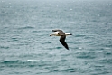 Black-browed.Albatross.20081107_2544