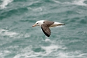 Black-browed.Albatross.20081107_2556