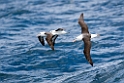 Black.browed Albatross.20081105_1323