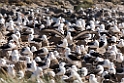 Black.browed.Albatross.koloni.20081106_1833