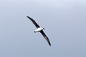 Grey-headed Albatros.20081113_4232