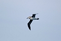 Grey-headed Albatross.20081109_3114