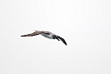 Grey-headed Albatross.20081110_3387
