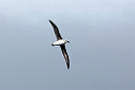 Grey-headed Albatross.20081113_4233