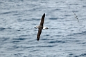 Grey-headed Albatross.20081122_5754