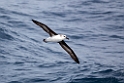Grey-headed Albatross.20081122_5894