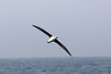 Grey-hooded Albatros.20081113_4231