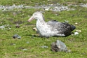 Northern Giant Petrel.20081113_3829