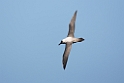 Light-mantled Albatross.20081110_3241