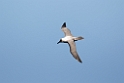 Light-mantled Albatross.20081110_3242