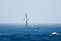 Light-mantled Sooty Albatross.20081110_3149