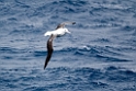 Souhern Royal Albatross.20081109_2949