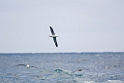 Southern Royal Albatross.20081105_1365