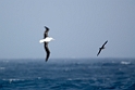 Southern Royal Albatross.20081109_2901