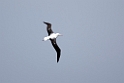 Southern Royal Albatross.20081109_2927