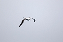 Southern Royal Albatross.20081109_2972