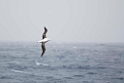 Southern Royal Albatross.20081109_3013