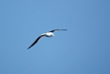Southern Royal Albatross.20081109_3096