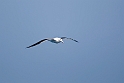 Southern Royal Albatross.20081109_3099