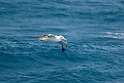 Southern Royal Albatross.20081109_3101
