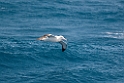 Southern Royal Albatross.20081109_3110
