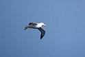Southern Royal Albatross.20081109_3142