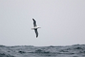 Southern Royal Albatross.20081110_3411