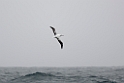 Southern Royal Albatross.20081110_3412