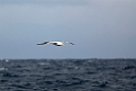 Southern Royal Albatross.20081123_6100