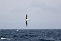 Southern Royal Albatross.20081123_6158