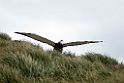 Wandering Albatross juv.20081111_3552