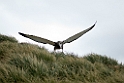 Wandering Albatross juv.20081111_3553