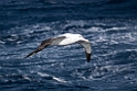 Wandering Albatross.20081109_2885
