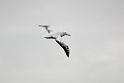 Wandering Albatross.20081110_3432