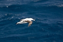 wandering.albatross.20081109_3059