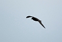 White-chinned Petrel.20081105_0754