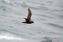 White-chinned Petrel.20081110_3415