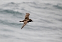 White-chinned Petrel.20081110_3416